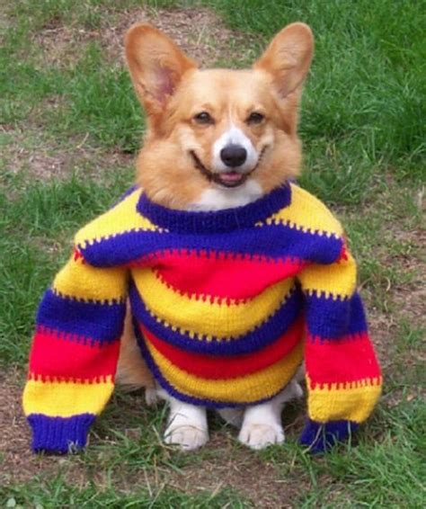 21 Animals Wearing Sweaters Funcage