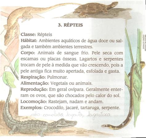 Atividades Sobre Animais Mamíferos Aves Répteis Anfíbios E Peixes