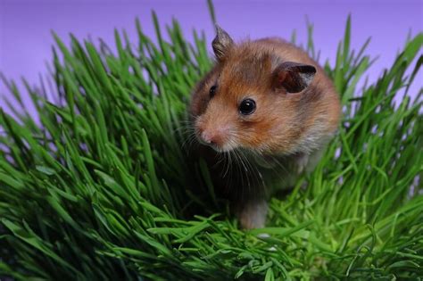 Can Hamsters Eat Grass Were All About Pets