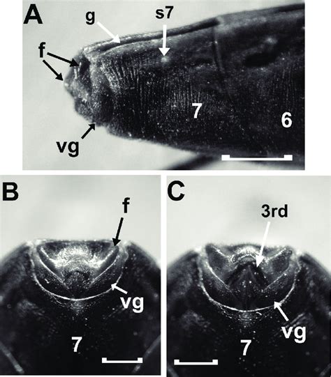 External Female Genitalia Of An Adult Rhodnius Prolixus A Lateral