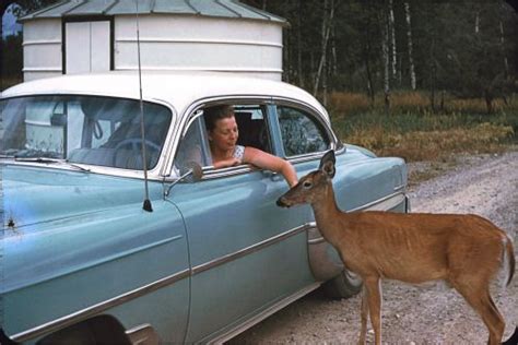 1960s Kodachrome Slide Vintage Cars Animal Photo Vintage