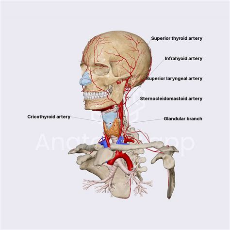 Superior Thyroid Artery Arteries Of The Head And Neck Head And Neck