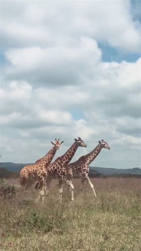 Fun Facts About Giraffe Sex To Keep You Occupied While You Wait For