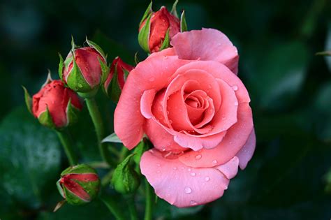 Bilder Rosen Rosa Farbe Blumen Großansicht