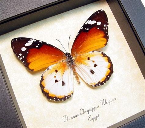 Real Framed Ancient Egyptian Butterfly African Monarch Plain Tiger
