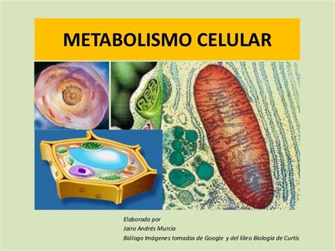 2 Metabolismo Celular