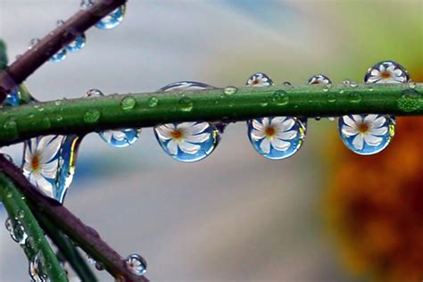 Macro Water Drop Photography by Steve Wall