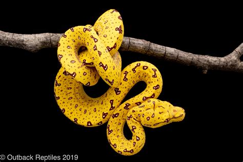 Yellow Biak Green Tree Python Outback Reptiles