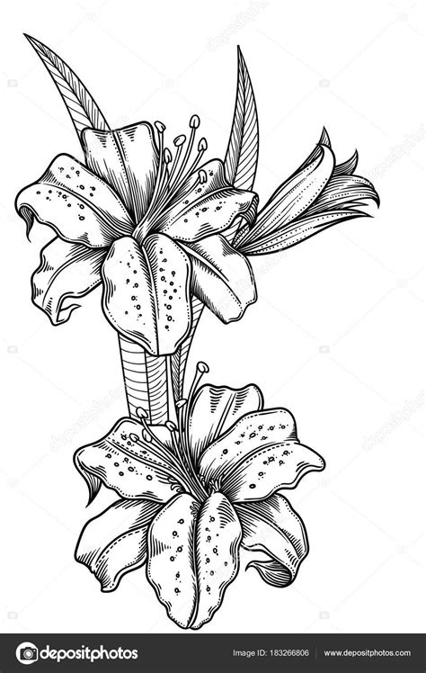 Vector Illustration Of Flowersdetailed Flowers In Black And White