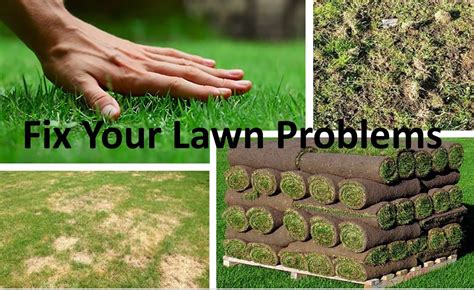 Fix Your Lawn Problems Western Turf Farms
