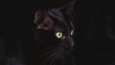 Looking for the best wallpapers? Cat Wallpaper 36