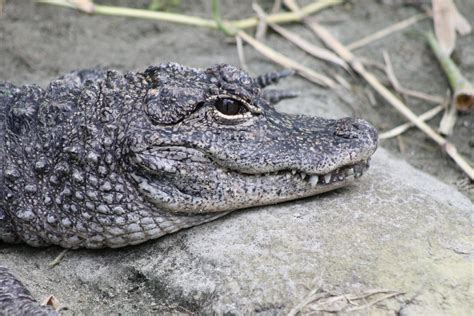 Chinese Alligator Zoochat