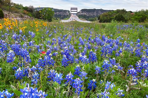 Unique flowers and balloons all available for delivery in texas. Texas Bluebonnets and the 360 Bridge | Austin, Texas ...