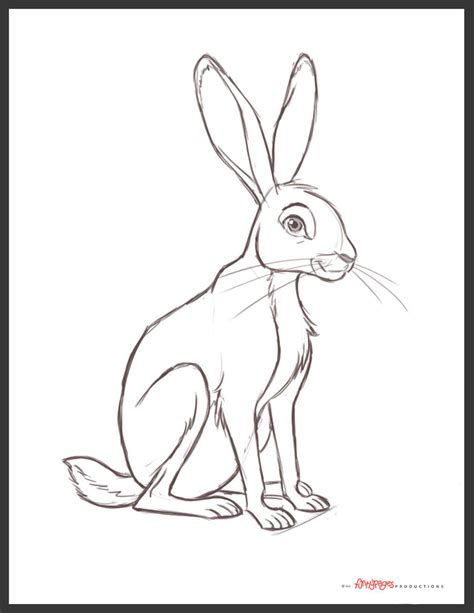 Jack Rabbit Drawing At Getdrawings Free Download