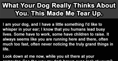 What Your Dog Really Thinks About You This Made Me Tear Up Dog