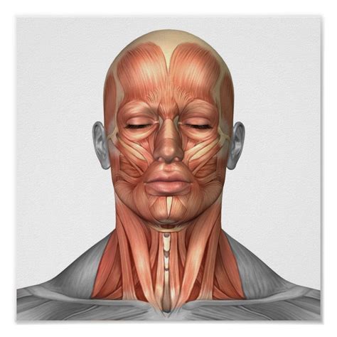 Anatomy Of Human Face And Neck Muscles Front Poster Zazzle Face