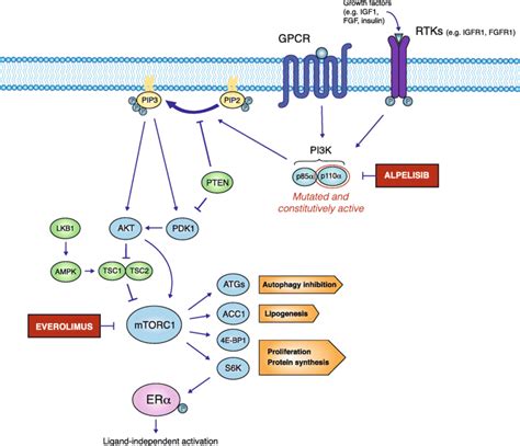 Schematic Representation Of The Pi3kaktmtor Axis And Its Alterations