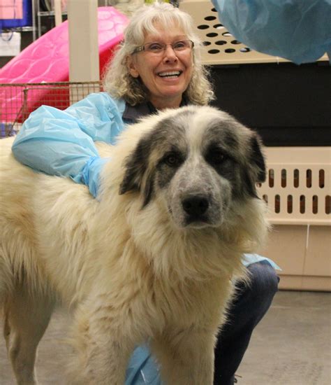 Dogs At Overburdened North Texas Shelter Try Getting Adopted In Denver