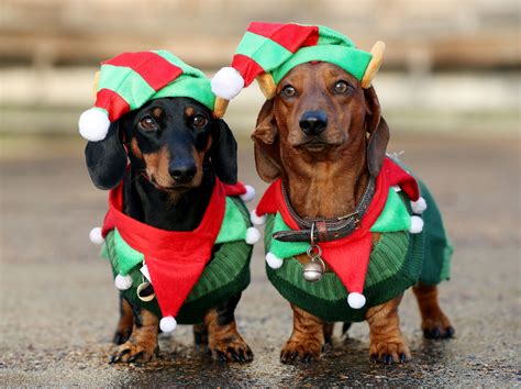 Dachshund Through The Snow Seasonal Sausage Dogs In Festive Frolics