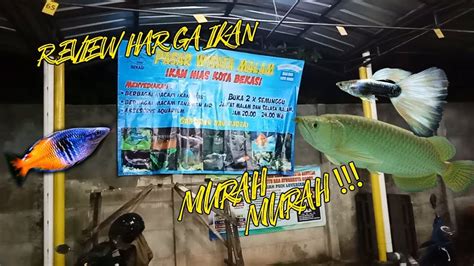 Untuk usaha ikan hias, anda perlu mempersiapkan lahan dan juga pengetahuan dalam budidaya ikan hias yang akan anda pilih nantinya. Review Harga di Pasar Ikan hias Rawalumbu Bekasi | MURAH ...