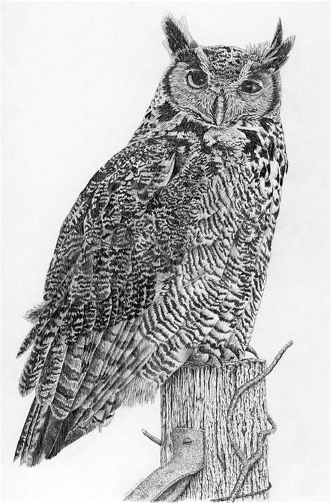 Great Horned Owl Drawing By Craig Carlson Fine Art America