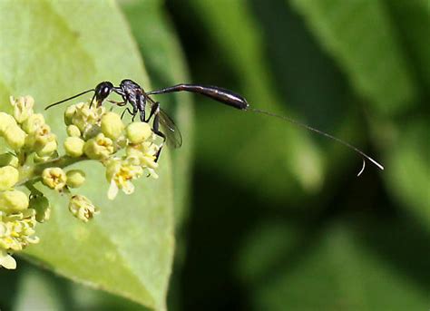 Wasp With Long Tail Forked At The End Gasteruption Bugguidenet