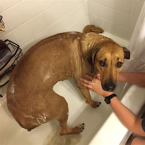 Your dog can easily hop on in to this plastic bathtub. 10 Dogs Who Felt Betrayed at Bath Time