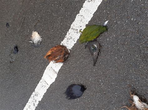 Appeal After Dead Animals Dumped In Country Lane Hfm