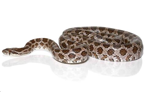 Great Plains Rat Snake For Sale Upriva Reptiles