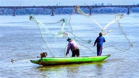 Acuicultura Pesca Y Distribución Entendiendo El Amplio Término