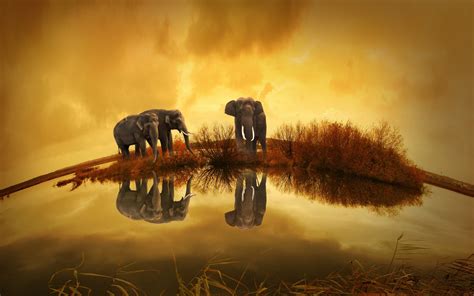 3840x2400 Elephants Wildlife River Thailand Uhd 4k 3840x2400 Resolution