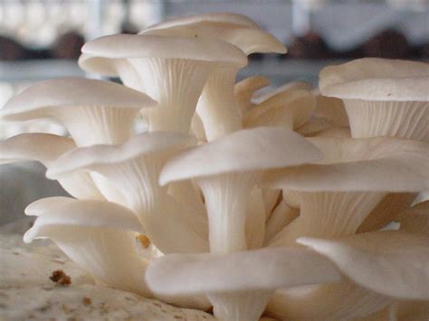 20 G Fresh Pleurotus Ostreatus Mycelium White Pearl Oyster Etsy