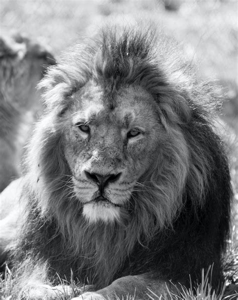 Grayscale Photo Of Lion Lying On Ground · Free Stock Photo