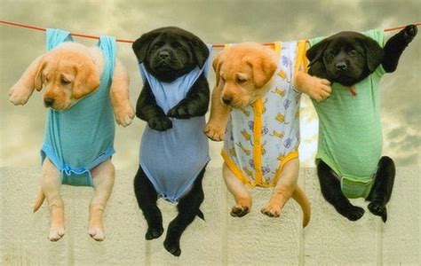 11 Adorable Puppies To Brighten Your Day New Theory Magazine