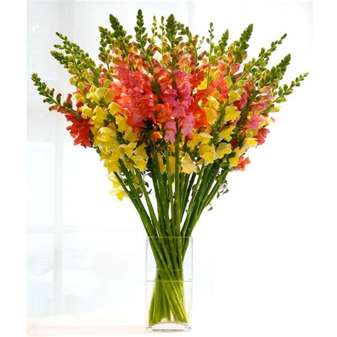 We did not find results for: 31 best Flowers in season in august images on Pinterest ...