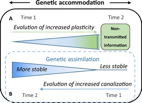 Schematic Illustration Of Phenotypic Plasticity Under Genetic