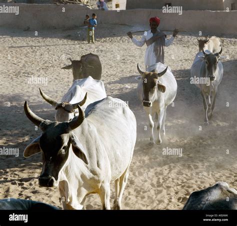 Farmer Herding Cows Through Village Near Jaisalmer Rajasthan India