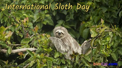 International Sloth Day 2024