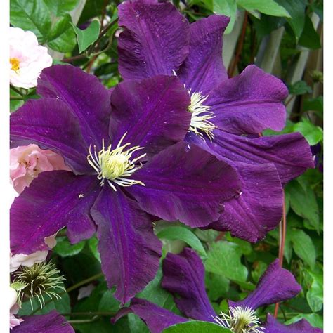 We did not find results for: Clematis 'Warszawska Nike' - Climbing Plants - Arboretum ...