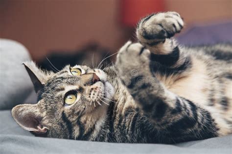 Cat Lying On Its Back Playing With Its Paws Stock Image Image Of