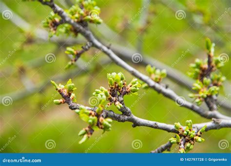 Green Buds On Branches In Spring Stock Photo Image Of Branch Buds