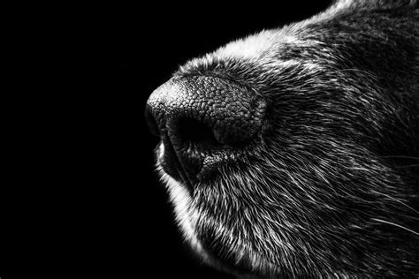 Closeup Of Dog Nose Image Free Stock Photo Public Domain Photo
