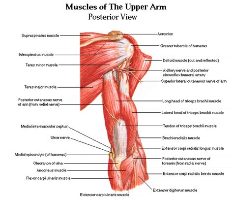 Shoulder diagram to mainly explain you about how your shoulder work and to describe every inner part of your shoulder including muscles, joints consisting of the clavicle (collar bone) and scapula (shoulder blade), the pectoral girdle forms the attachment point between the arm and the chest. Rear Upper Arm Muscles (With images) | Muscle anatomy, Shoulder training, Leg anatomy