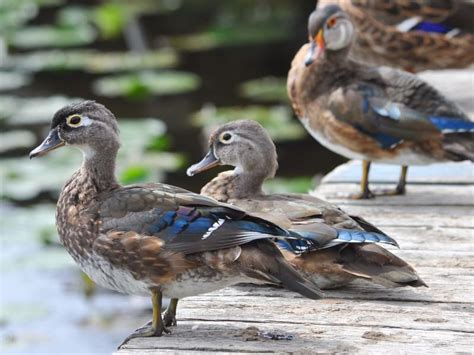 Juvenile Wood Ducks Identification With Pictures Unianimal