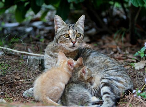 This involves humanely trapping the cats, neutering them to prevent the birth of more kittens, and returning them to their colonies to live out their days. Don't Kit-Nap Kittens! | Jacksonville Humane Society