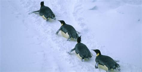 26 Penguin Facts That Will Make You Waddle With Joy 2022 Bird