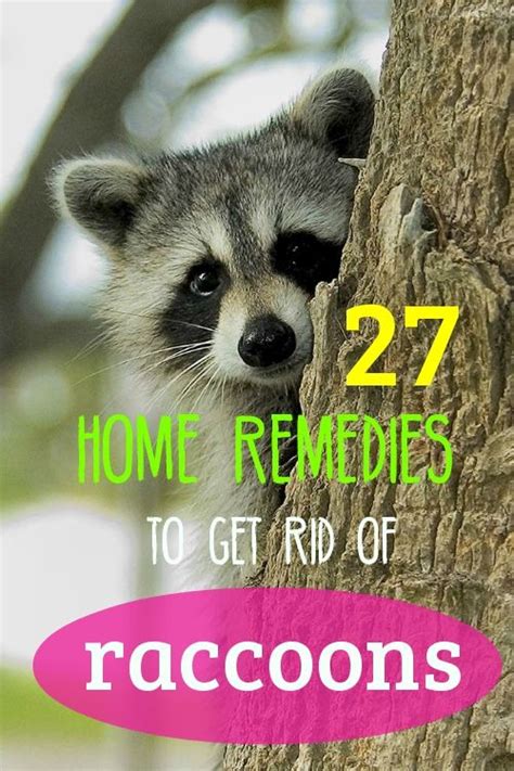 Heres How To Remove Raccoons Using Safe Natural And Cost Effective