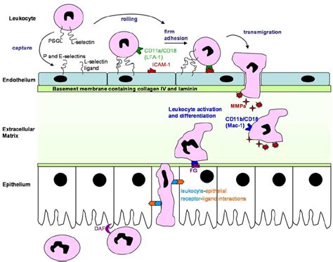 Leukocyte Transmigration Across Endothelium And Epithelium While Much