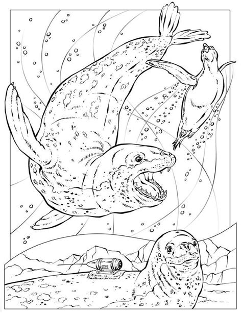 Hawaiian Monk Seal Coloring Page Learning How To Read
