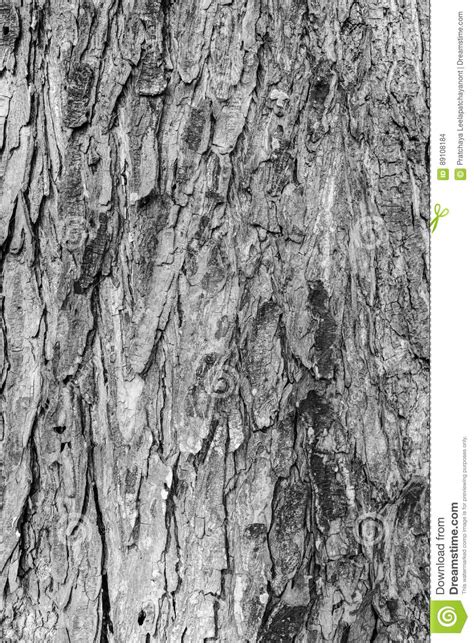 Texture Of Old Tree Bark Stock Photo Image Of Brown 89108184